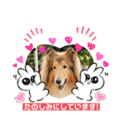 可愛いラフコリー❤️Vol. 2（個別スタンプ：6）