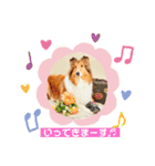 可愛いラフコリー❤️Vol. 2（個別スタンプ：12）