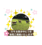 可愛いラフコリー❤️Vol. 2（個別スタンプ：17）