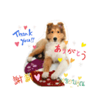 可愛いラフコリー❤️Vol. 2（個別スタンプ：21）