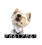 字幕犬 ヨークシャーテリア（個別スタンプ：1）