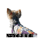 字幕犬 ヨークシャーテリア（個別スタンプ：2）
