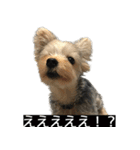 字幕犬 ヨークシャーテリア（個別スタンプ：3）