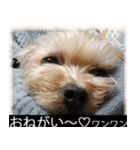 字幕犬 ヨークシャーテリア（個別スタンプ：4）
