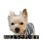 字幕犬 ヨークシャーテリア（個別スタンプ：5）