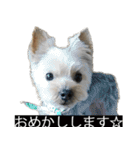 字幕犬 ヨークシャーテリア（個別スタンプ：6）