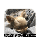 字幕犬 ヨークシャーテリア（個別スタンプ：7）