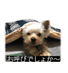 字幕犬 ヨークシャーテリア（個別スタンプ：8）