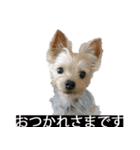 字幕犬 ヨークシャーテリア（個別スタンプ：10）
