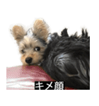 字幕犬 ヨークシャーテリア（個別スタンプ：11）