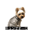 字幕犬 ヨークシャーテリア（個別スタンプ：12）