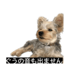 字幕犬 ヨークシャーテリア（個別スタンプ：13）