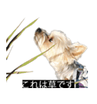 字幕犬 ヨークシャーテリア（個別スタンプ：14）
