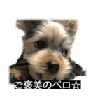 字幕犬 ヨークシャーテリア（個別スタンプ：15）