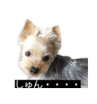 字幕犬 ヨークシャーテリア（個別スタンプ：16）