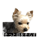 字幕犬 ヨークシャーテリア（個別スタンプ：17）