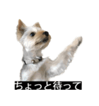 字幕犬 ヨークシャーテリア（個別スタンプ：19）