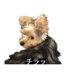 字幕犬 ヨークシャーテリア（個別スタンプ：20）
