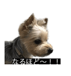字幕犬 ヨークシャーテリア（個別スタンプ：21）
