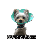 字幕犬 ヨークシャーテリア（個別スタンプ：22）