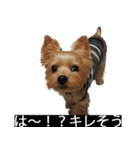 字幕犬 ヨークシャーテリア（個別スタンプ：23）