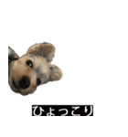 字幕犬 ヨークシャーテリア（個別スタンプ：24）