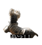 字幕犬 ヨークシャーテリア（個別スタンプ：25）