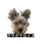 字幕犬 ヨークシャーテリア（個別スタンプ：26）
