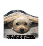 字幕犬 ヨークシャーテリア（個別スタンプ：27）