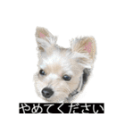字幕犬 ヨークシャーテリア（個別スタンプ：28）