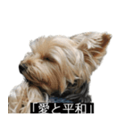 字幕犬 ヨークシャーテリア（個別スタンプ：29）