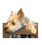 字幕犬 ヨークシャーテリア（個別スタンプ：30）