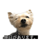 字幕犬 ヨークシャーテリア（個別スタンプ：31）