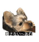字幕犬 ヨークシャーテリア（個別スタンプ：32）