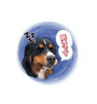 バーニーズのTaylor-！！（個別スタンプ：4）