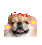 元気犬！ぽんた！（個別スタンプ：1）