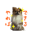 元気犬！ぽんた！（個別スタンプ：5）