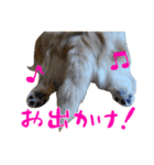 元気犬！ぽんた！（個別スタンプ：8）