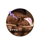 愛犬くうたんスタンプ（個別スタンプ：2）