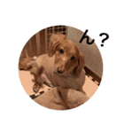 愛犬くうたんスタンプ（個別スタンプ：3）