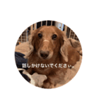 愛犬くうたんスタンプ（個別スタンプ：4）