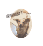 愛犬くうたんスタンプ（個別スタンプ：5）