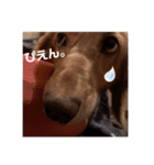 愛犬くうたんスタンプ（個別スタンプ：6）