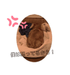 愛犬くうたんスタンプ（個別スタンプ：7）