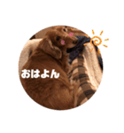 愛犬くうたんスタンプ（個別スタンプ：10）