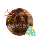 愛犬くうたんスタンプ（個別スタンプ：11）