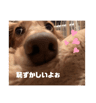 愛犬くうたんスタンプ（個別スタンプ：12）
