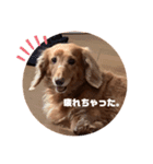 愛犬くうたんスタンプ（個別スタンプ：13）