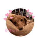 愛犬くうたんスタンプ（個別スタンプ：14）