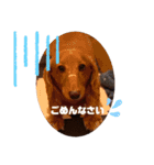 愛犬くうたんスタンプ（個別スタンプ：15）